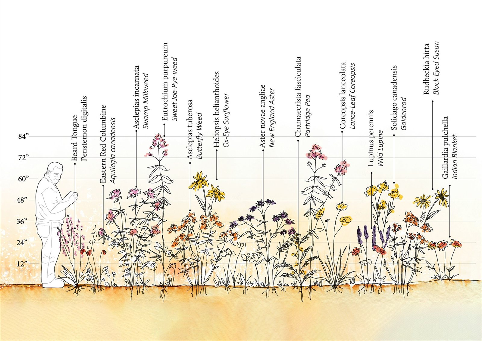 Seed bomb diagram